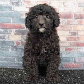 Cavapoo