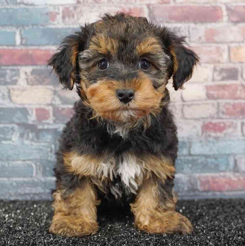 Image of a pet breed in the gallery