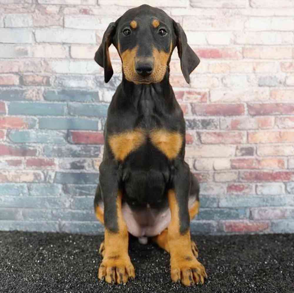 Image of a pet breed in the gallery