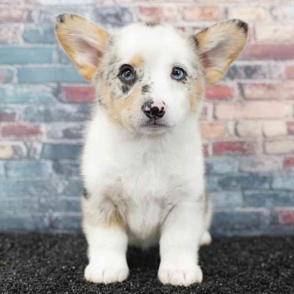 pet breed image