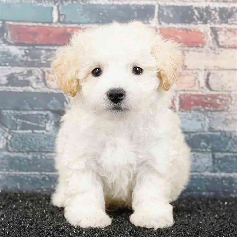 Image of a pet breed in the gallery