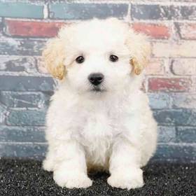 Bichapoo