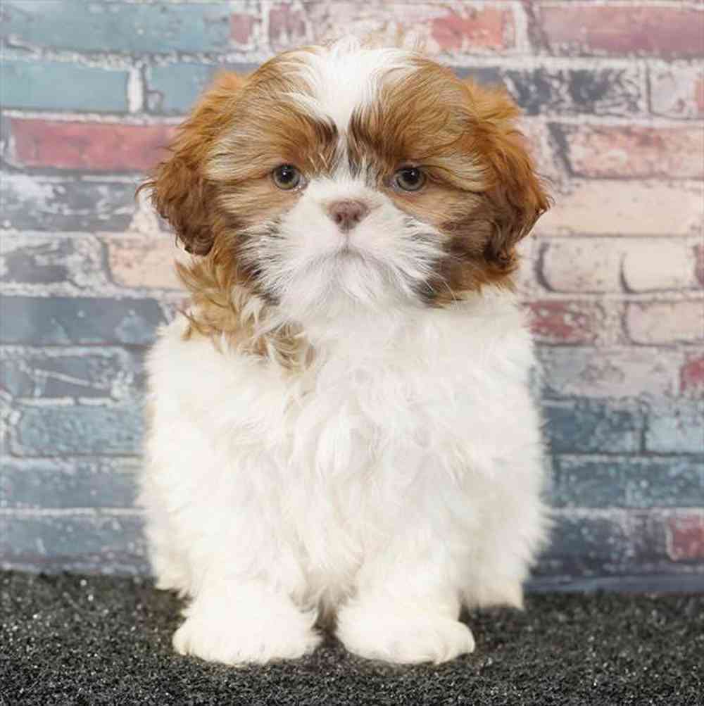 Image of a pet breed in the gallery