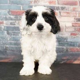 Cockapoo