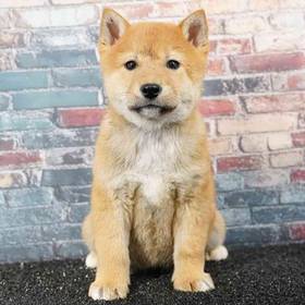 Shiba Inu
