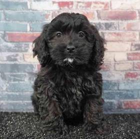 Cockapoo