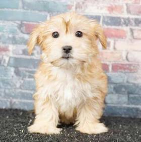 Morkie