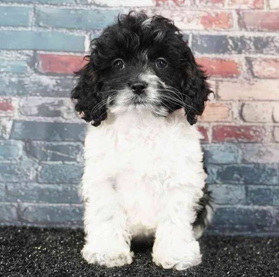 Cockapoo