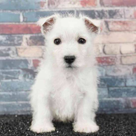 West Highland White Terrier