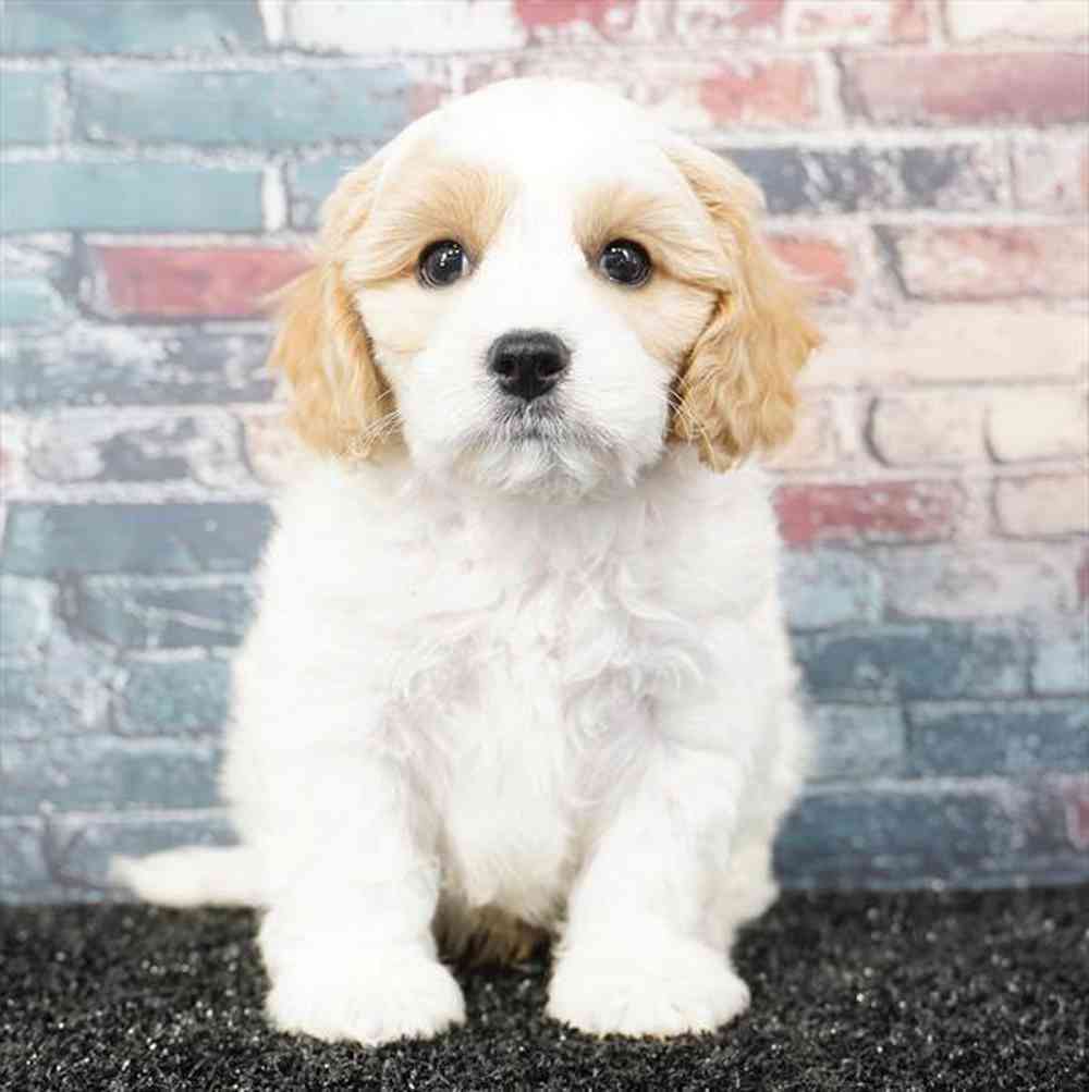 pet breed image