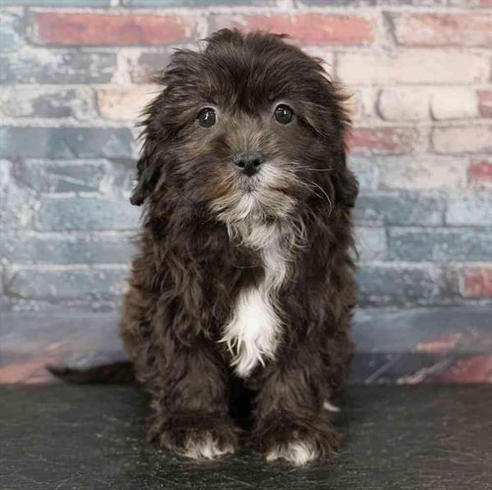 pet breed image