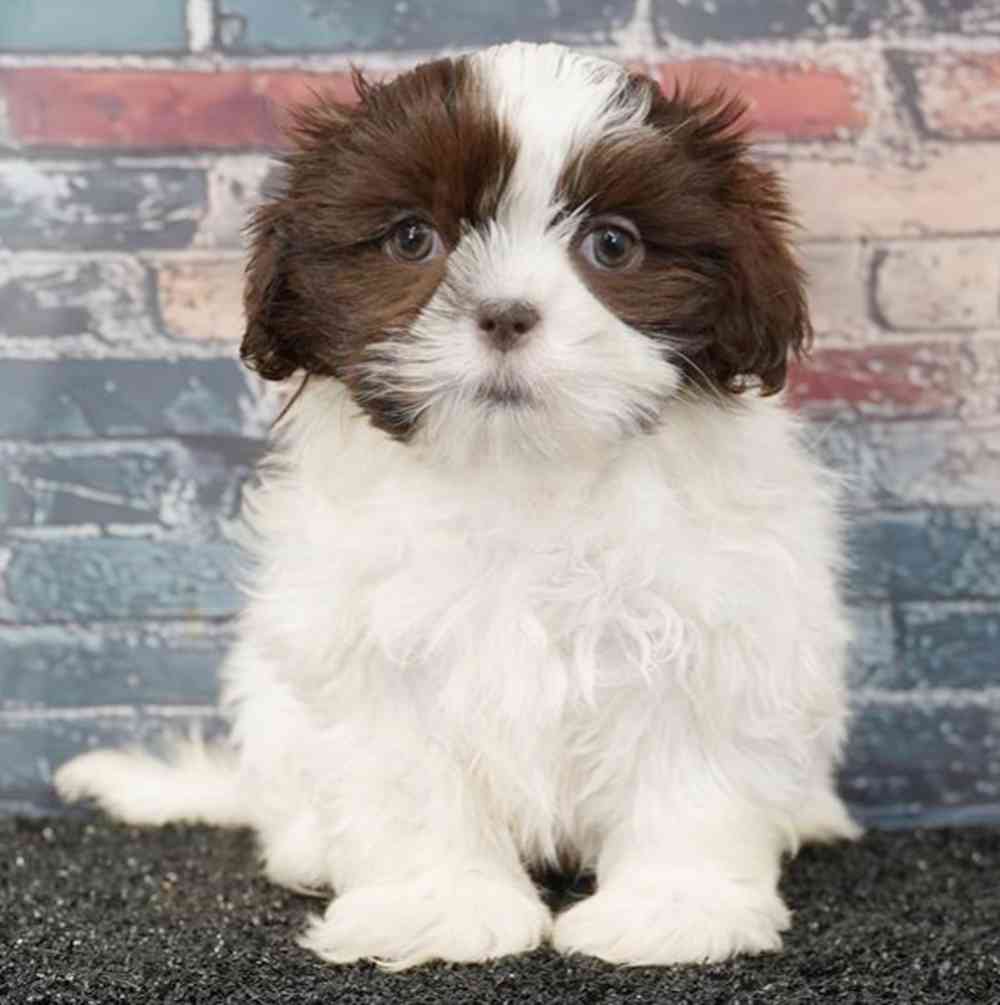 pet breed image