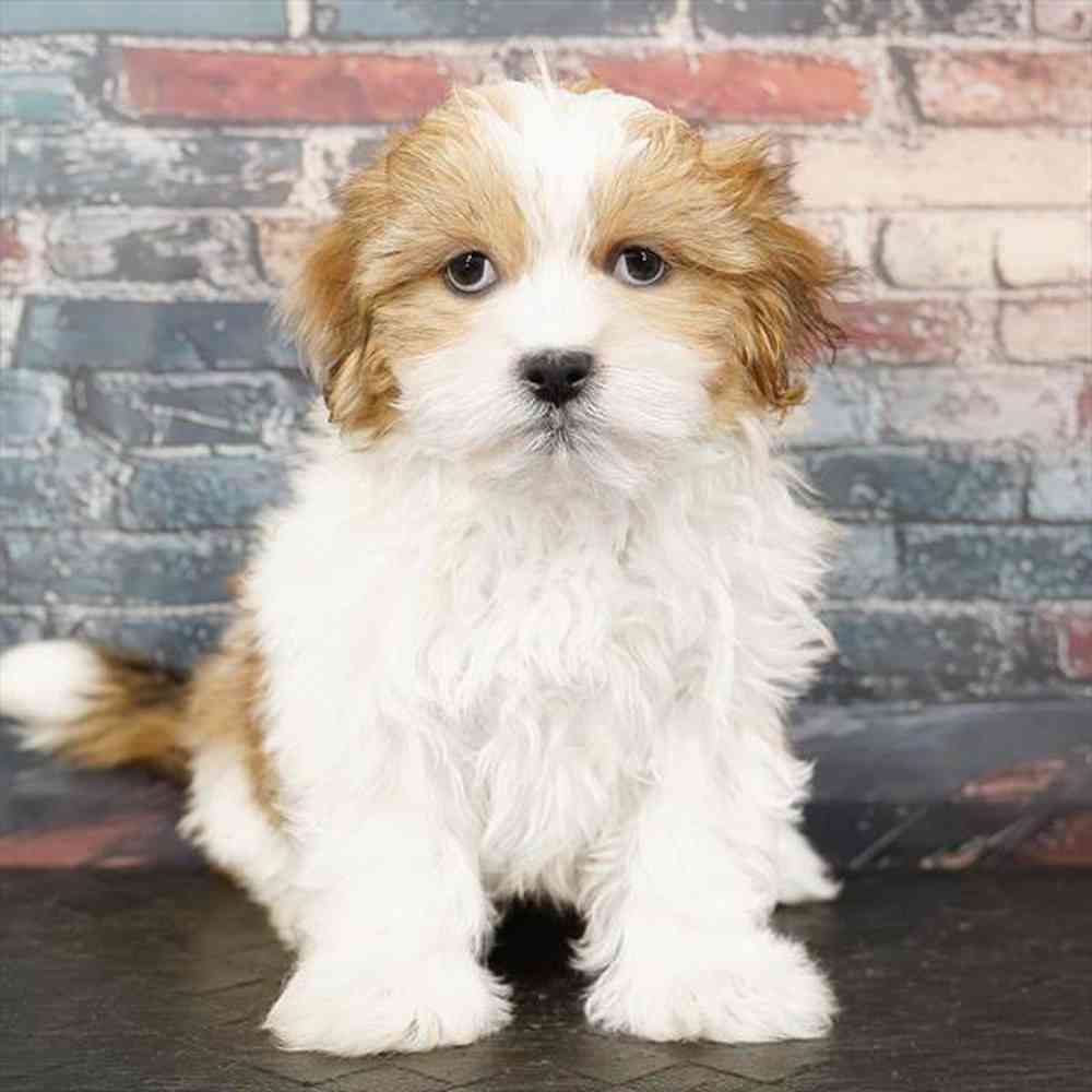 pet breed image