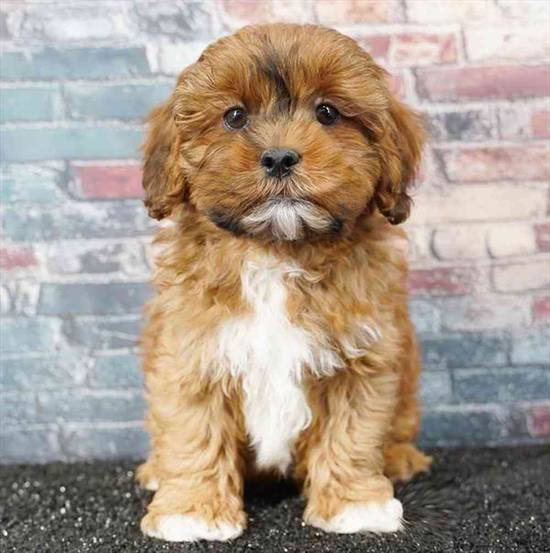 Shizapoo