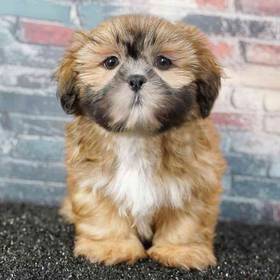 Shih Tzu