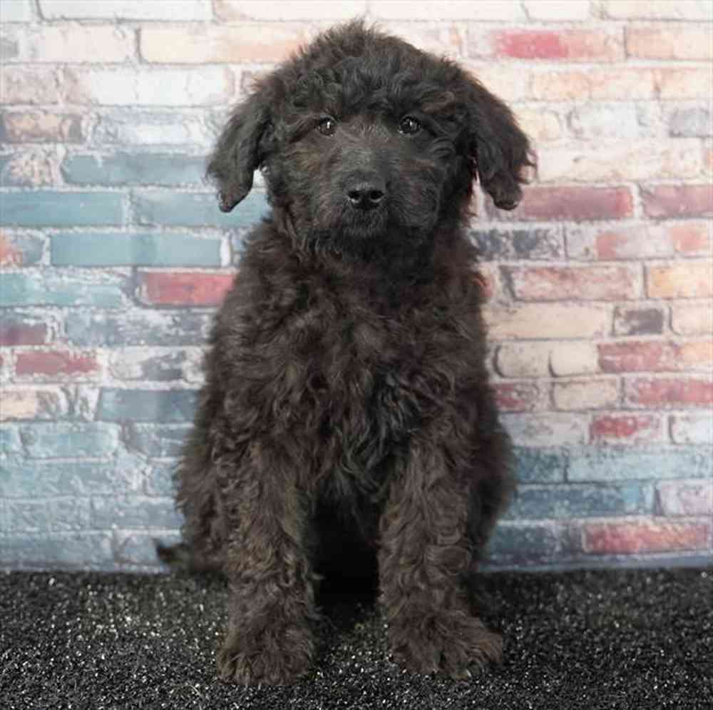 pet breed image