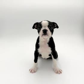 Boston Terrier