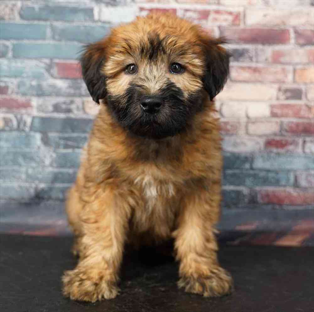 pet breed image