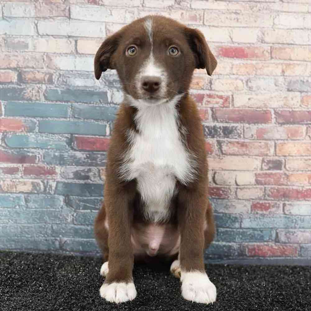 pet breed image