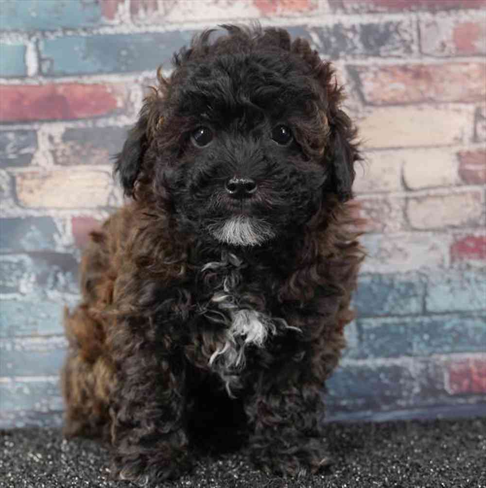 pet breed image