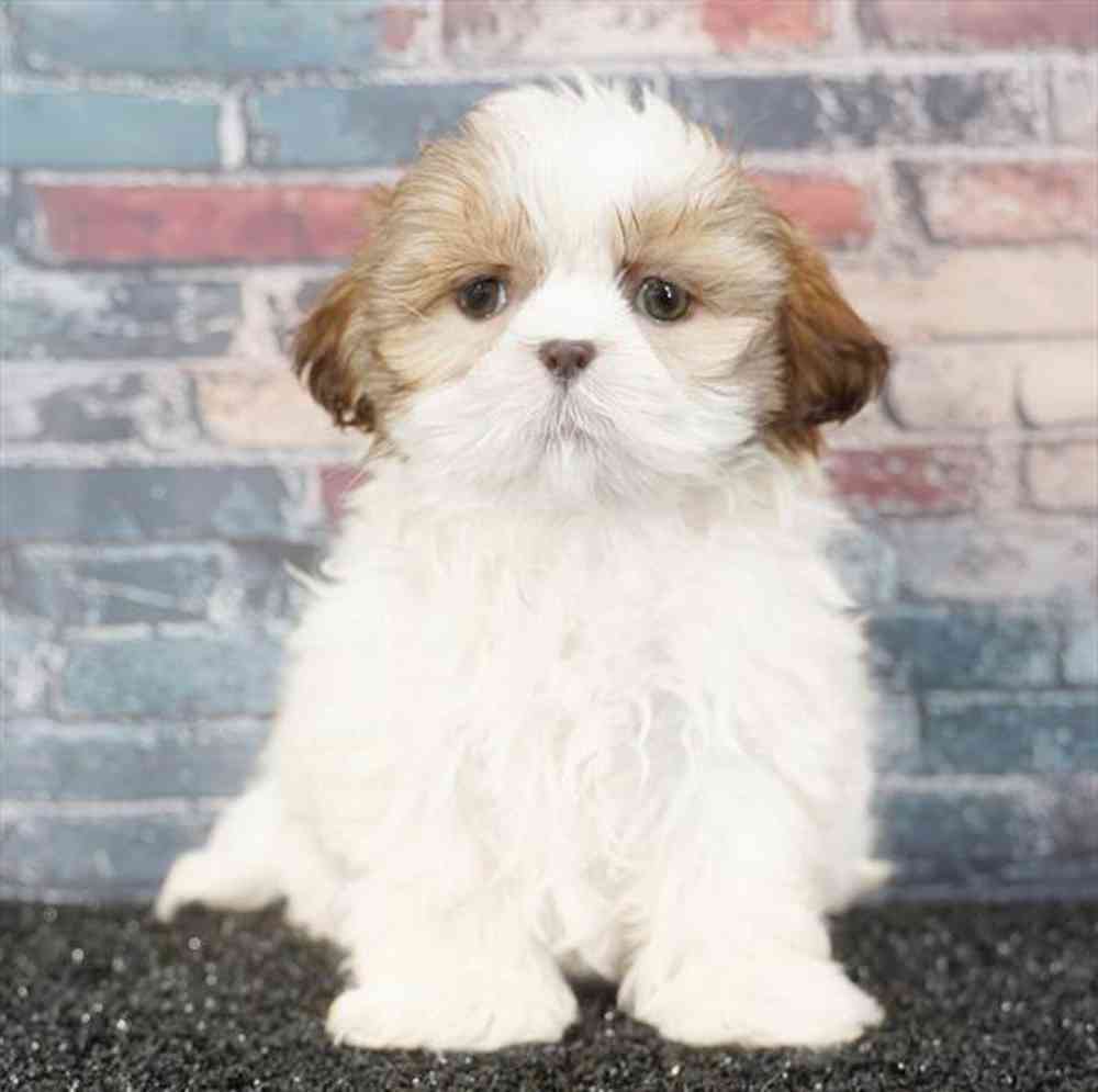 pet breed image