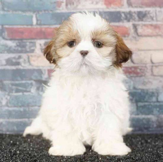 Shih Tzu