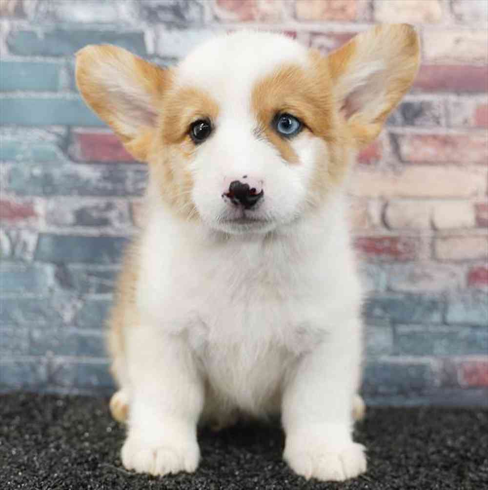 pet breed image