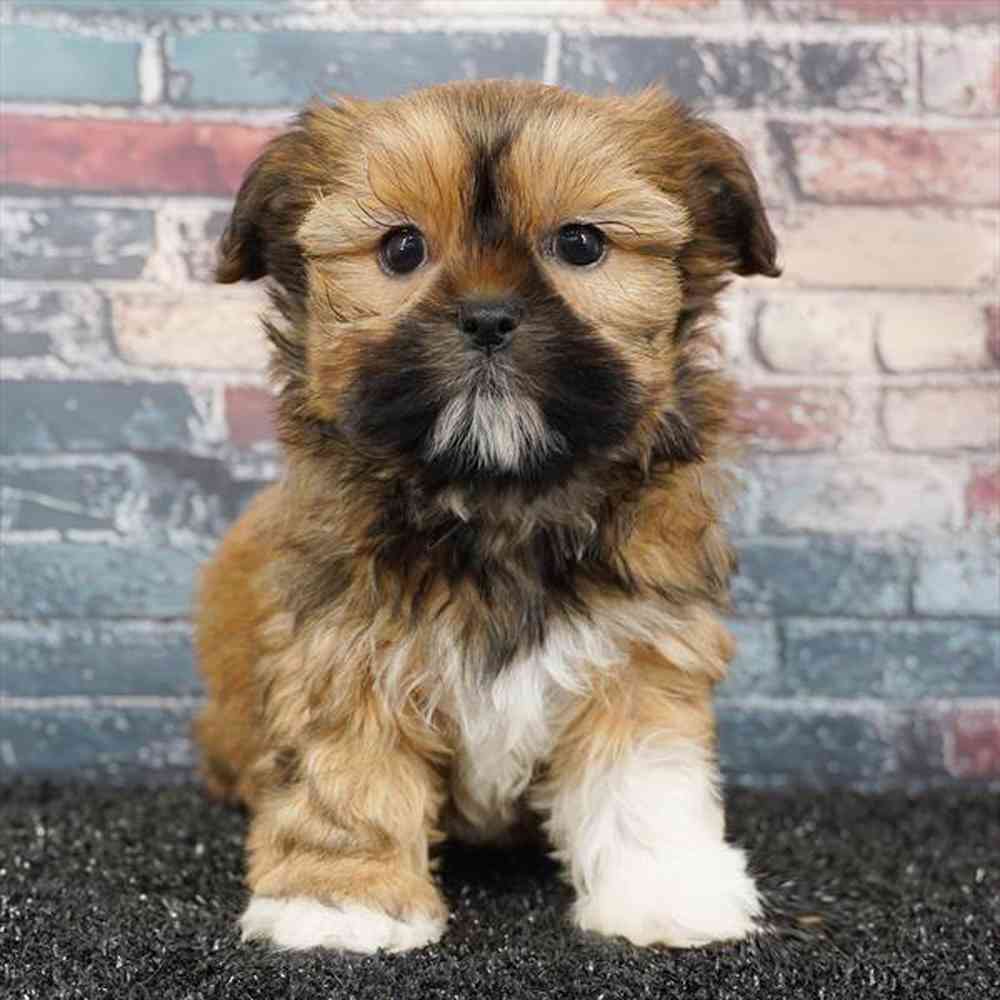 Image of a pet breed in the gallery