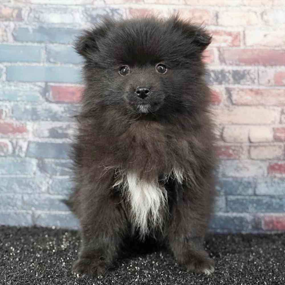 Image of a pet breed in the gallery