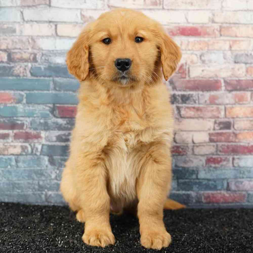 pet breed image
