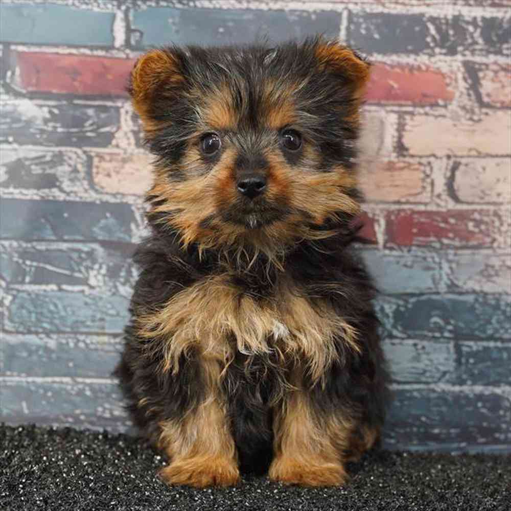 pet breed image