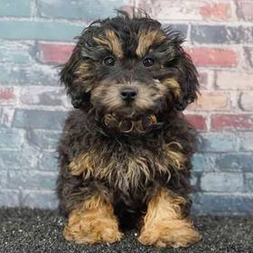 Shizapoo