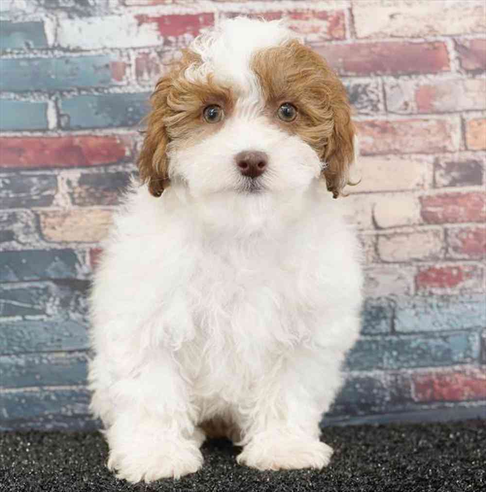 pet breed image
