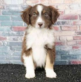 Mini Australian Shepherd