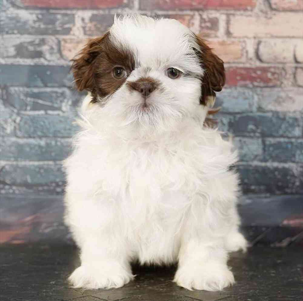 pet breed image