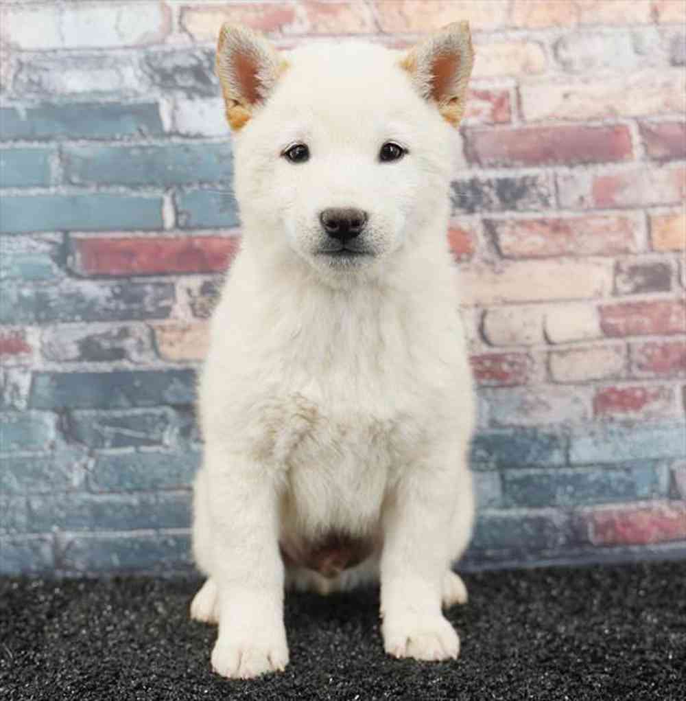 pet breed image