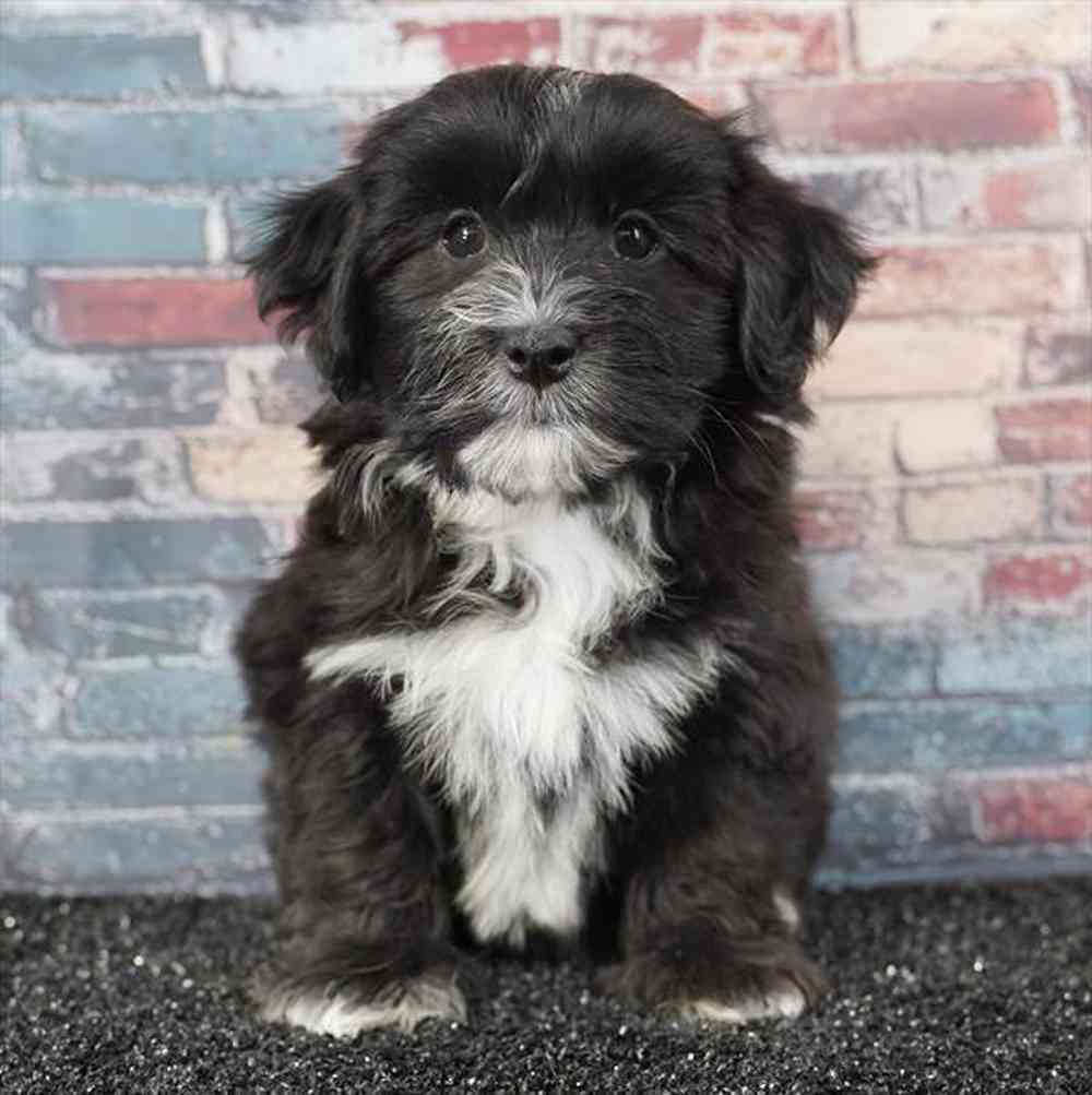 pet breed image