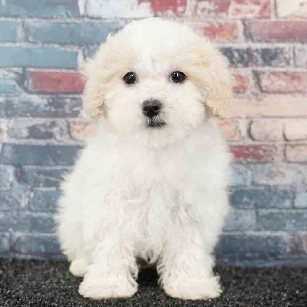 pet breed image