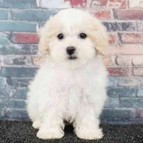 Shizapoo