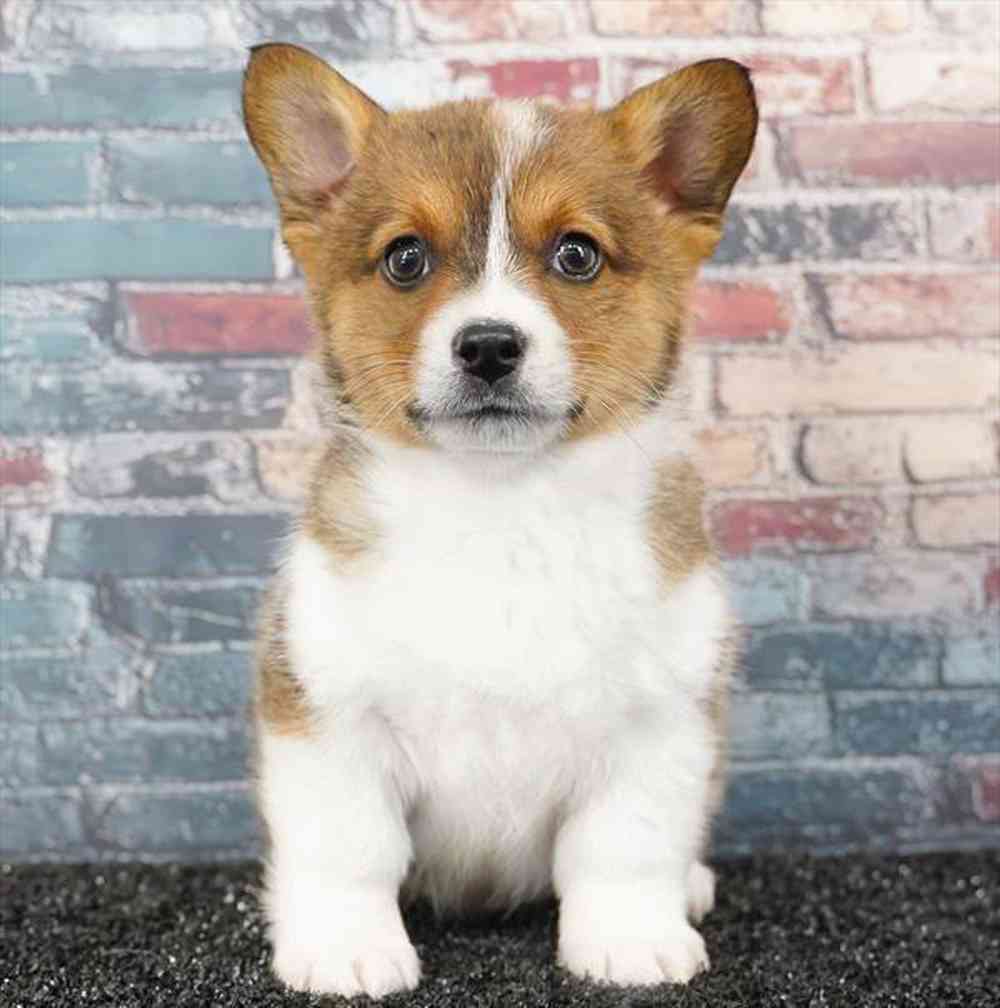 Image of a pet breed in the gallery