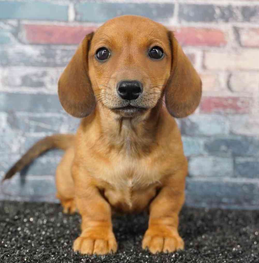 pet breed image