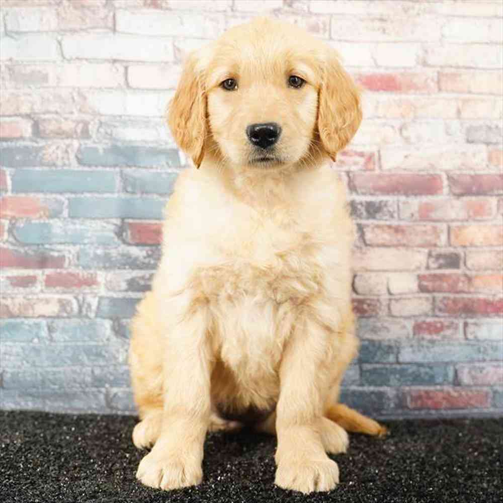 Image of a pet breed in the gallery