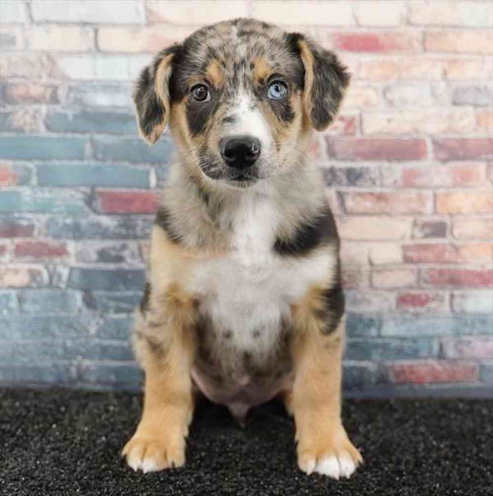 pet breed image