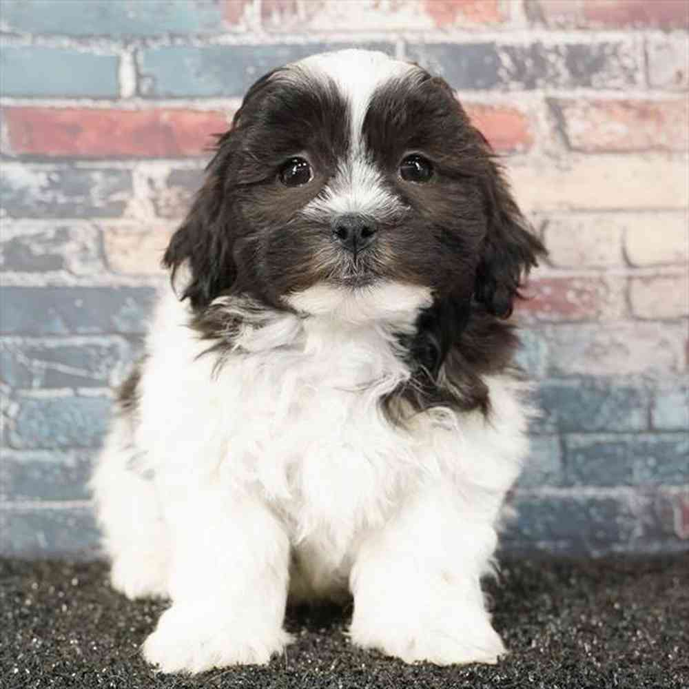 pet breed image