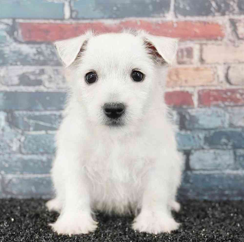 pet breed image
