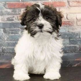 Havanese