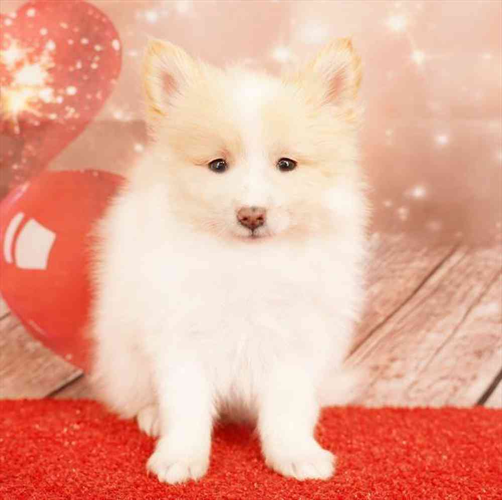 carousel pet images