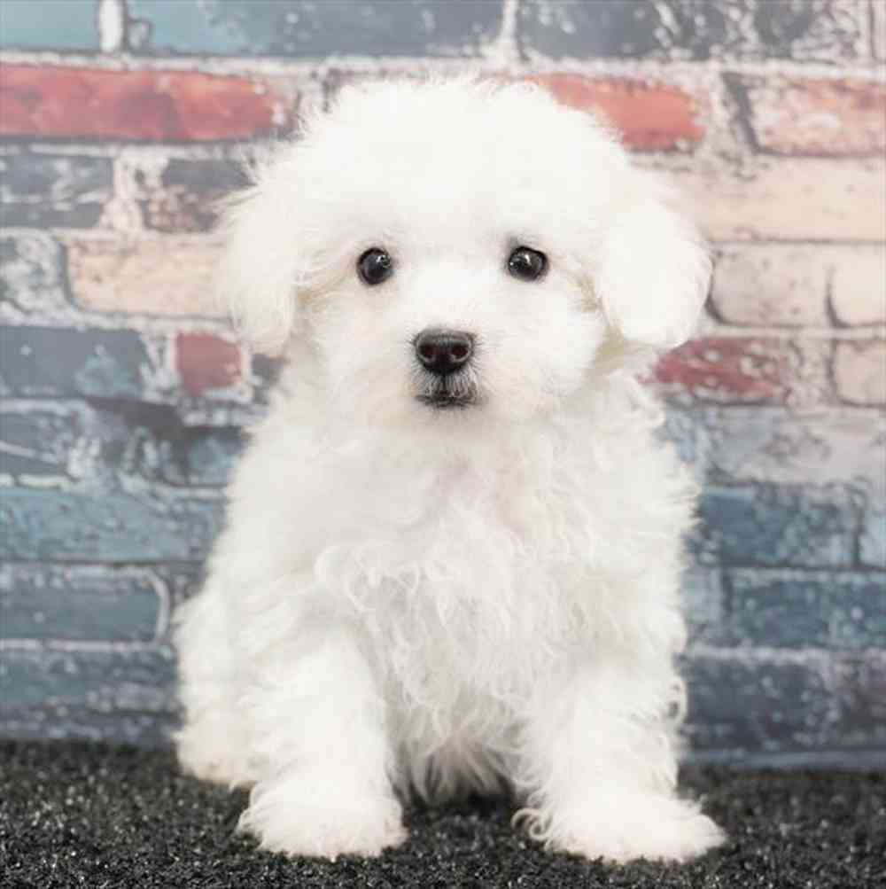 Image of a pet breed in the gallery