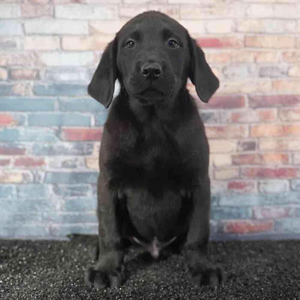 pet breed image