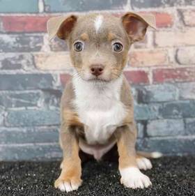 Chihuahua